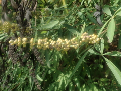 Vitex agnus-castus