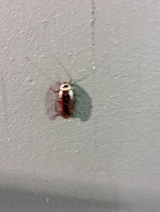 Periplaneta australasiae