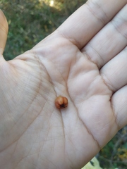 Crataegus pentagyna