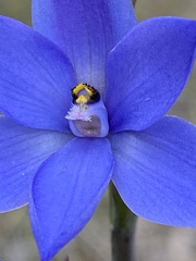 Thelymitra ixioides