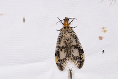 Neochauliodes formosanus