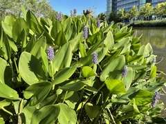 Pontederia cordata