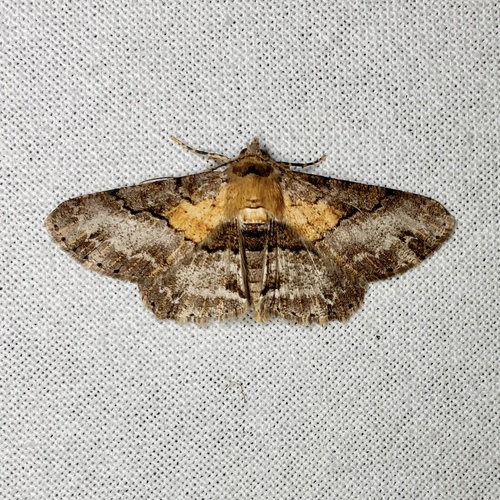 Cleora repetita