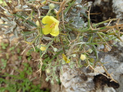 Verbascum spinosum
