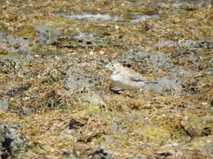 Eremophila alpestris