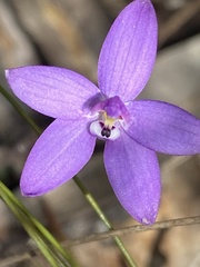 Glossodia minor