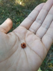 Crataegus pentagyna