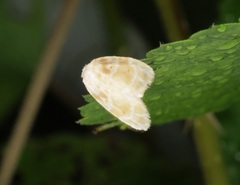 Schistophleps bipuncta