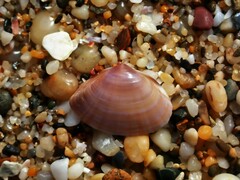 Mactra pusilla