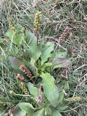 Plantago winteri