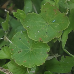 Hydrocotyle nepalensis