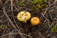 Amanita xanthocephala
