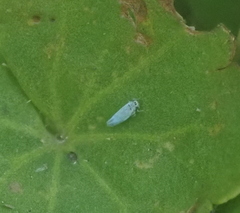 Bothrogonia ferruginea
