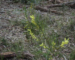 Acacia mucronata longifolia