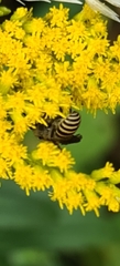 Colletes hederae