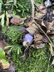 Clavogaster virescens