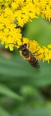 Colletes hederae