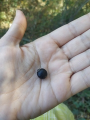 Crataegus pentagyna