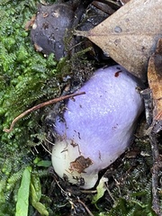Clavogaster virescens