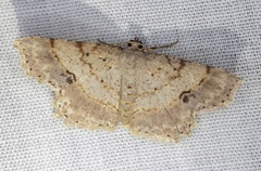 Calletaera subexpressa