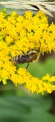 Colletes hederae