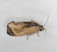 Cryptophlebia repletana