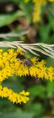 Colletes hederae