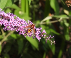 Volucella zonaria