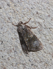 Craniophora ligustri