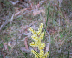 Acacia mucronata longifolia