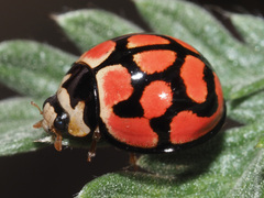 Cheilomenes lunata