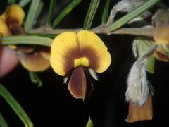 Cristonia stenophylla