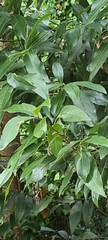 Prunus lusitanica