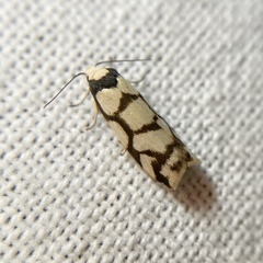 Scaptesyle dichotoma