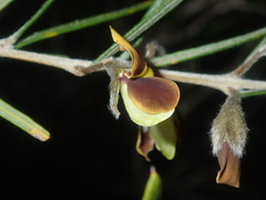 Cristonia stenophylla