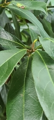 Prunus lusitanica