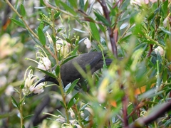 Myzomela obscura