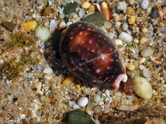 Lyncina vitellus