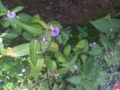 Torenia fournieri