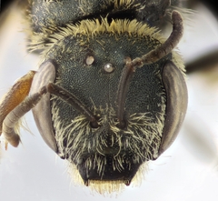 Halictus pollinosus