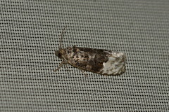 Apotomis betuletana