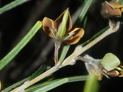 Cristonia stenophylla