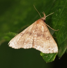 Hypena
