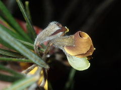 Cristonia stenophylla