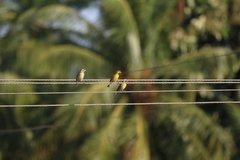 Ploceus philippinus