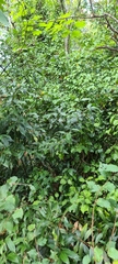 Prunus lusitanica