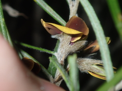 Cristonia stenophylla