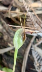 Pterostylis pedunculata