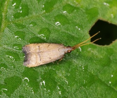 Lecithoceridae