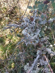 Evernia prunastri